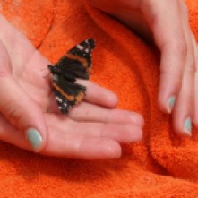 Red Admiral butterfly on orange towel