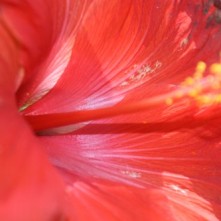 Closeup of hibiscus in Central Park