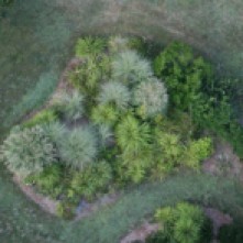view of bushes from above